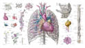 draw detailed medical illustrations