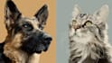 draw your pet or animal to realistic vector