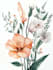 line art illustrations, botanical flowers, plants
