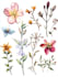 draw a botanical illustration