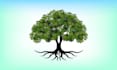 create high quality and beautiful tree logo design