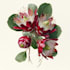 illustrate best botanical illustration