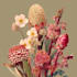 draw a botanical illustration