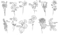 create a birthmonth flower tattoo design for you