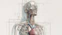 draw anatomy and medical vector illustration