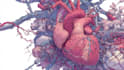draw detailed medical illustrations