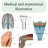 do anatomy and medical illustration