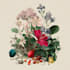 illustrate best botanical illustration