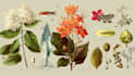 illustrate best botanical illustration