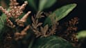 create a unique botanical hand drawn logo