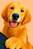 draw your cat, dog, or any pet into cartoon portrait