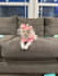 create high converting pet ugc video ads for dog and cat brands