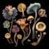 craft captivating fungi and botanical art