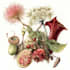 illustrate best botanical illustration