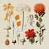 illustrate best botanical illustration