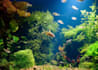 write expert articles about fishkeeping and aquariums