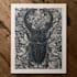 create stunning linocut or woodcut style illustrations