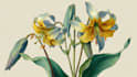 illustrate best botanical illustration