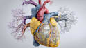 draw professional medical illustrations