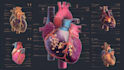 create anatomy, medical, and scientific illustrations