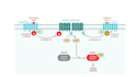 design scientific illustration, scientific figure, and graphical abstracts