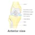 create custom knee anatomy, acl and meniscus illustrations