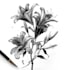 do botanical illustrations in pen and ink