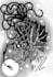 blackwork style illustrator ideal for tattoo designs