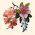 illustrate best botanical illustration