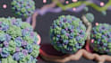 create scientific medical animations for research journals and biotech