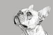 draw convert your pet image into outlines and line art