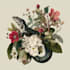 draw animal and botanical illustrations