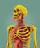 create professional medical and anatomical illustrations