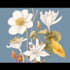 draw vector botanical illustrations of plants