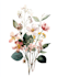 draw botanical illustration flower, plant