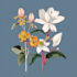 draw botanical illustration flower, plant