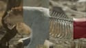 create 3d character design, 3d animal animation, fur simulation and rigged