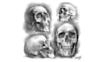 create pen and ink portrait drawings and realistic illustrations