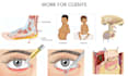 create detailed medical and anatomical illustrations