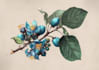 draw a botanical illustration