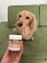 create real and relatable ugc videos for your pet brands