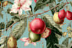 design awesome botanical plant illustration