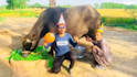african happy birthday video african happy birthday video