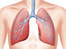 draw anatomy and medical science illustration