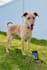 create engaging dog ugc content for pet brands and products