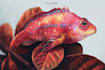 draw scientific animals encyclopedia book illustrations