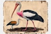 illustrate any bird you want