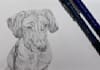 draw a pencil portrait of your pets