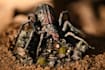 paint your tabletop miniatures to a professional standard