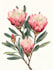 design hand drawn botanical line art